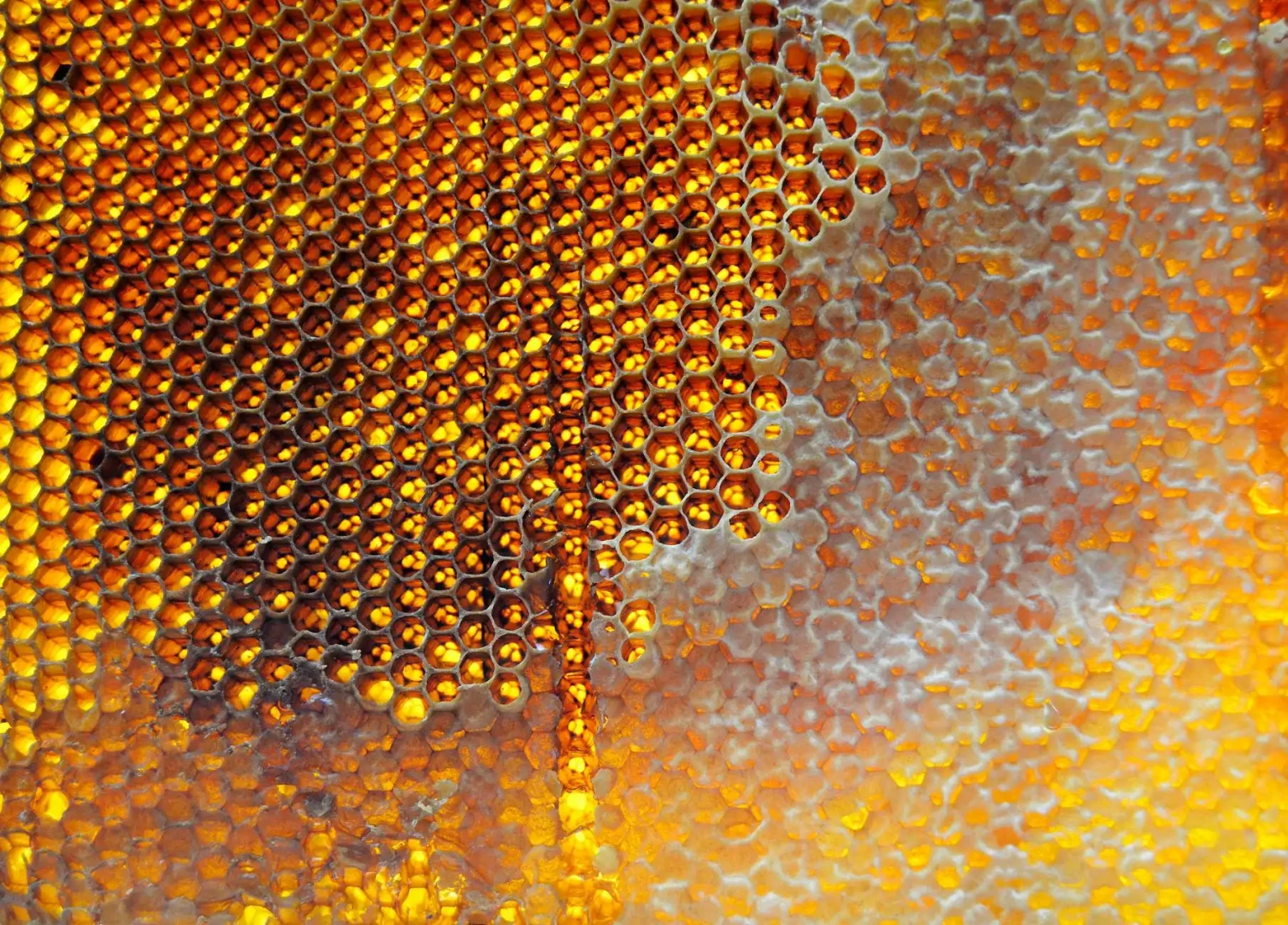 Pourquoi le miel de Manuka est il justement plus cher en moyenne que les miels traditionnels